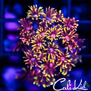 CK Firework Goni