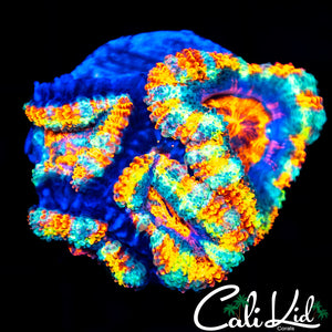 Ultimate Rainbow Acan Quad