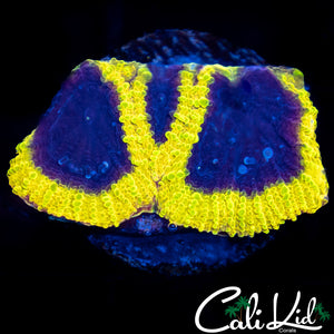 Wolverine Paw Favia