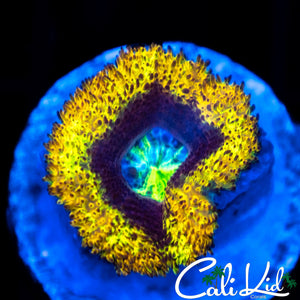 Golden Jewel Acan