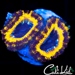 Black Panther Acan Double
