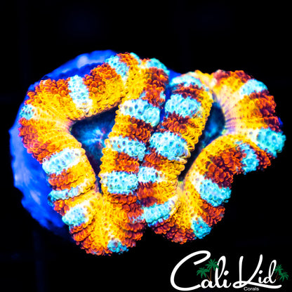 CK Pennywise Double