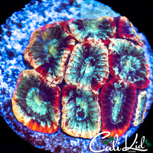 Rainbow Favia Frag