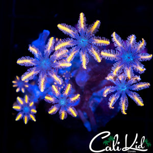 Rainbow Clove Polyp