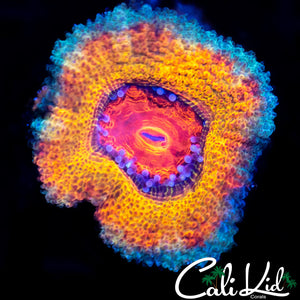 Ultra Rainbow Acan