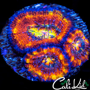 Rainbow Acan Triple