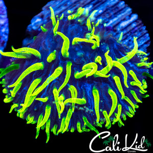 Furry Fungia Frag