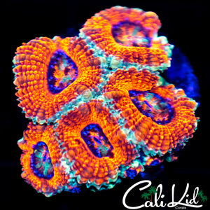 Ultra Acan Mini Colony