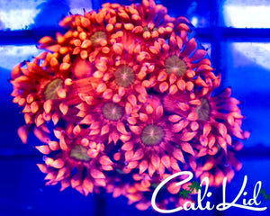 Cali Kid Ultra Goni