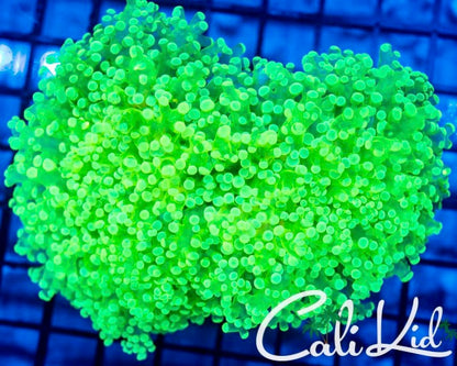 Cali Kid Xtreme Octospawn *Large*