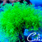 Cali Kid Xtreme Octospawn *Large*