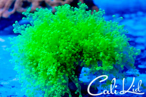 Cali Kid Xtreme Octospawn *Large*