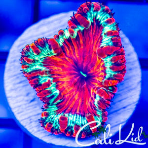 Cali Kid XL Golden Dragon Blasto 2.0