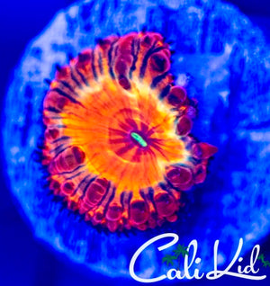 Cali Kid KGB Blasto *New Release*