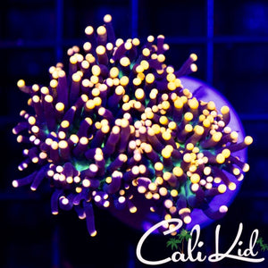 Cali Kid Sun God Torch