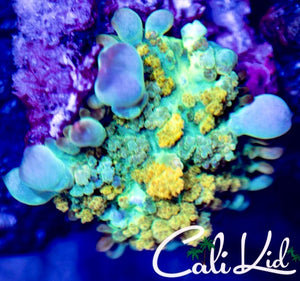 Cali Kid Sour Diesel Bounce Mushroom