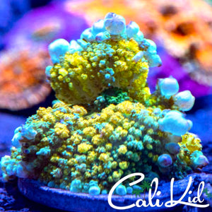 Cali Kid Sour Diesel Bounce Mushroom