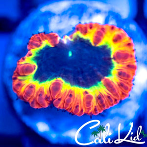 Cali Kid Kill Shot Blasto *New Release*