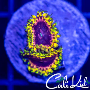 Cali Kid Soul Sucker Double
