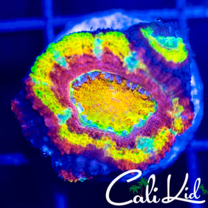 Insane Rainbow Acan