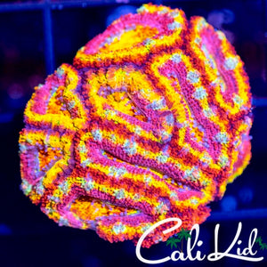 Insane Rainbow Acan Colony