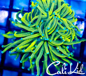 Cali Kid Green Lantern Torch *Large*