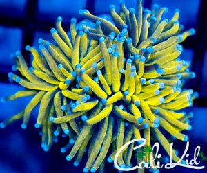 Indo 24k Torch *Connected Double*