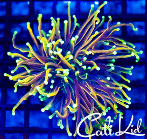 Indo Gold Torch *Large*