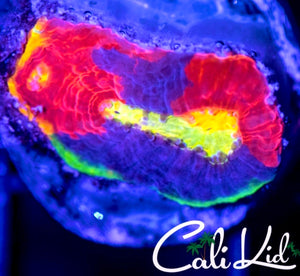 Cali Kid Psycho Circus Rainbow Chalice