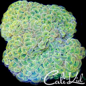 Cali Kid XL Rainbow Hybrid Hammer