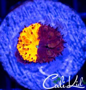 Cali Kid Half & Half Deadpool Blasto