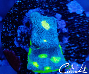 CB Rainbow Crush