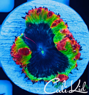 Cali Kid Widow Maker Blasto