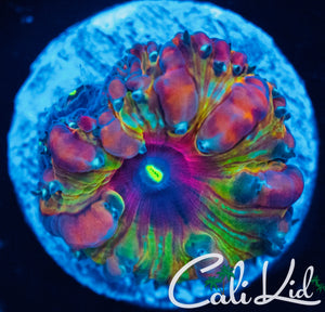 Cali Kid LSD Blasto * New Release*