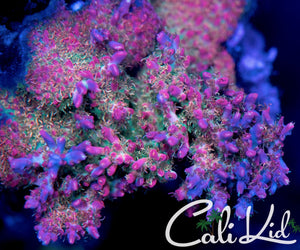 Vivid Confetti Acro