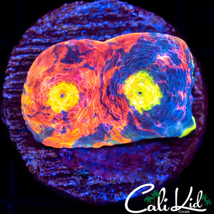 CK Candyland Chalice
