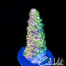 Load image into Gallery viewer, CK Gold Dust Milli
