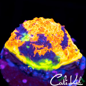 Indo Rainbow Chalice