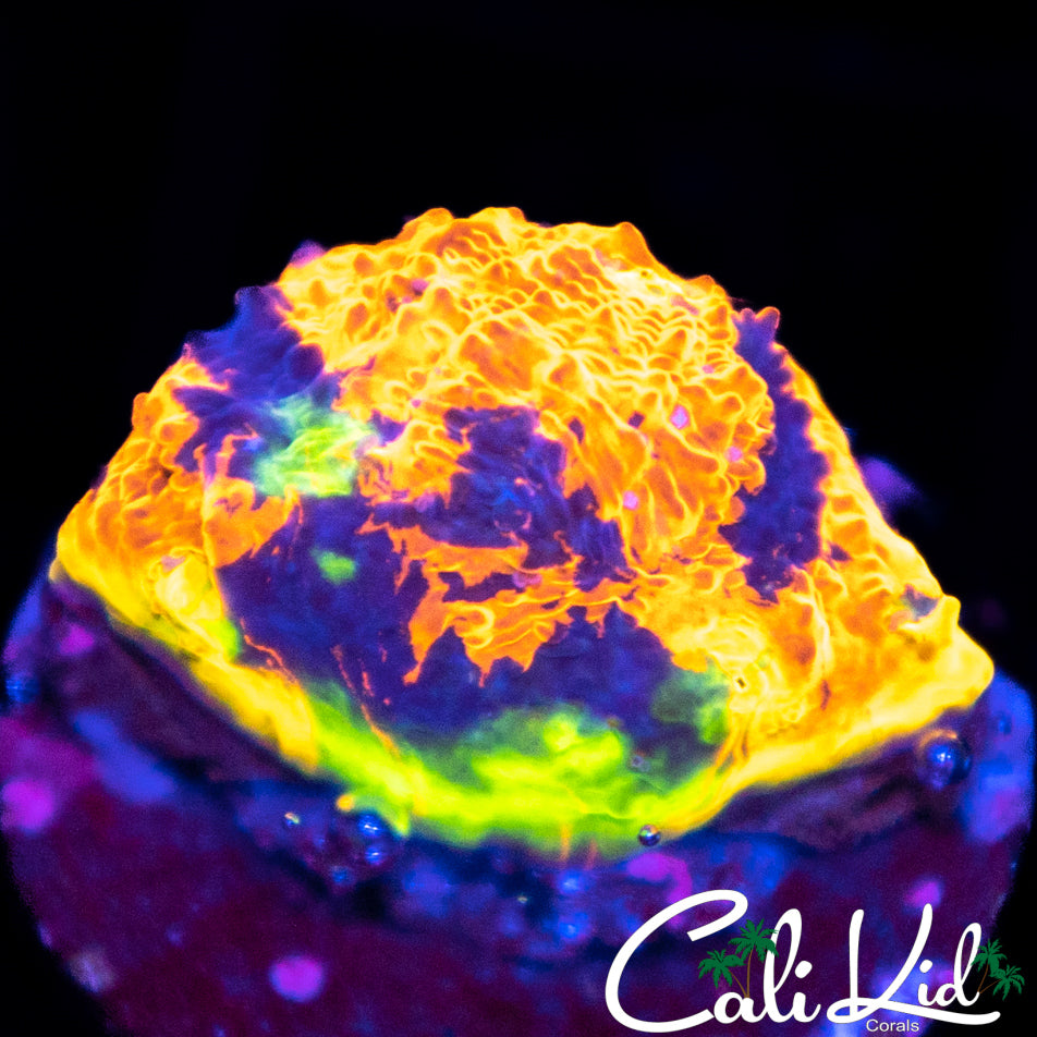 Indo Rainbow Chalice