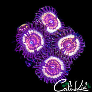 Headshot Zoa Quad