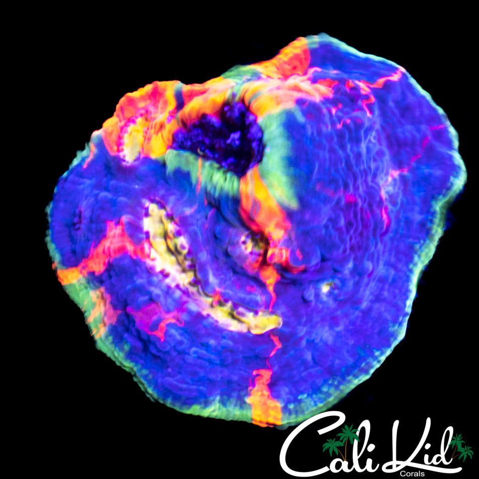 CK Unreleased Chalice Mini Colony