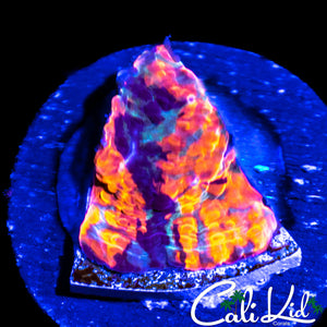 CK Monte Cristo Chalice