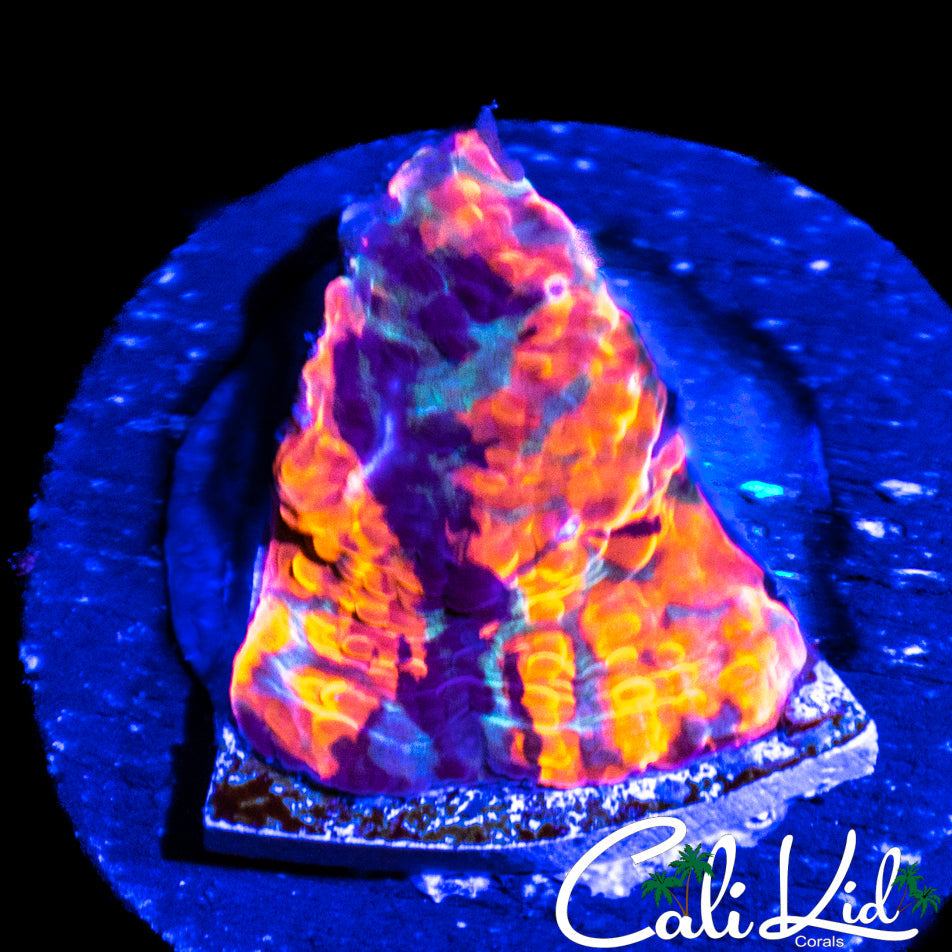 CK Monte Cristo Chalice