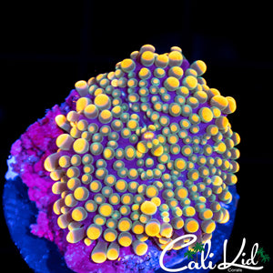 Rainbow Bubble Yuma