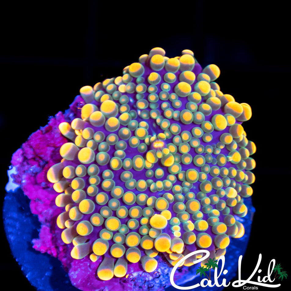 Rainbow Bubble Yuma