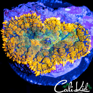 Maui Type Rhodactis Large
