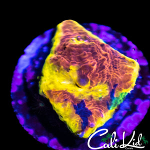 Rainbow Rim Chalice