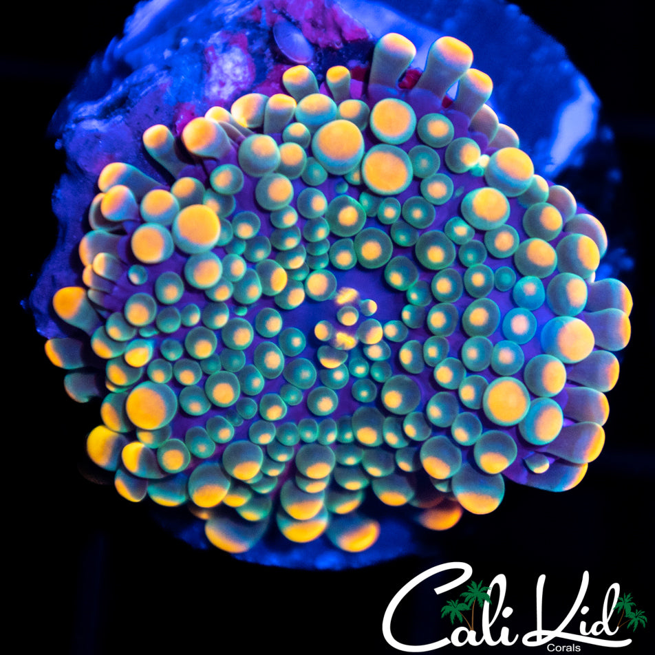 Bubble Yuma XL