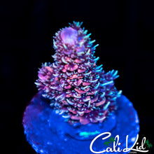Load image into Gallery viewer, CK Gold Dust Milli

