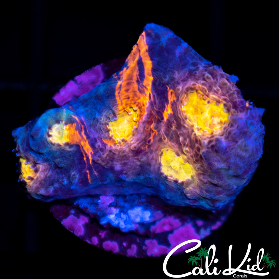 Ultra Indo Chalice